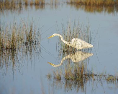 Egret, Great-111015-Black Point Wildlife Drive, Merritt Island NWR, FL-#0012.jpg
