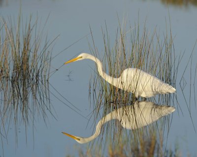 Egret, Great-111015-Black Point Wildlife Drive, Merritt Island NWR, FL-#0021.jpg