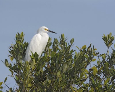 Egret, Little-110815-Black Point Wildlife Drive, Merritt Island NWR, FL-#0189.jpg