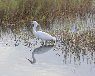 Egret, Little-110915-Black Point Wildlife Drive, Merritt Island NWR, FL-#0894.jpg