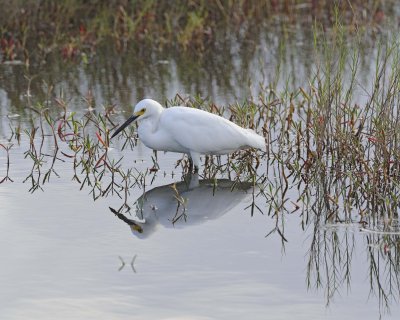 Gallery of Little Egret