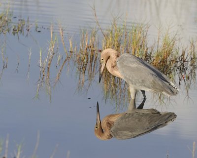 Egret, Reddish-110915-Black Point Wildlife Drive, Merritt Island NWR, FL-#0280.jpg