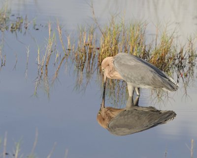 Egret, Reddish-110915-Black Point Wildlife Drive, Merritt Island NWR, FL-#0285.jpg