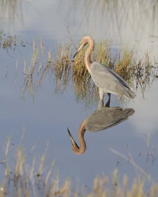 Egret, Reddish-110915-Black Point Wildlife Drive, Merritt Island NWR, FL-#0300.jpg