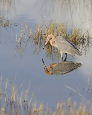 Egret, Reddish-110915-Black Point Wildlife Drive, Merritt Island NWR, FL-#0305.jpg