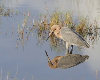 Egret, Reddish-110915-Black Point Wildlife Drive, Merritt Island NWR, FL-#0306.jpg