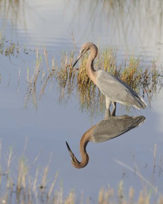 Egret, Reddish-110915-Black Point Wildlife Drive, Merritt Island NWR, FL-#0333.jpg