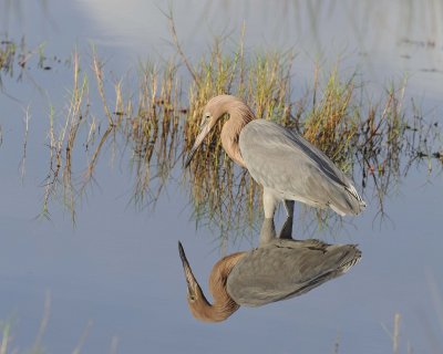Egret, Reddish-110915-Black Point Wildlife Drive, Merritt Island NWR, FL-#0342.jpg