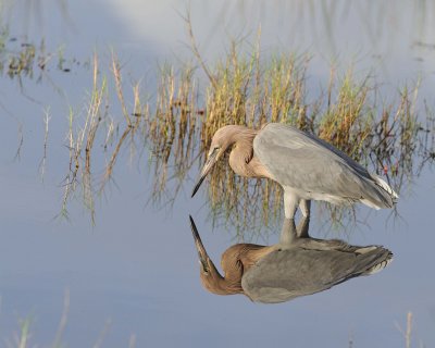 Gallery of Reddish Egret