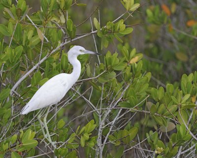 Egret, Snowy, Juvenile-110815-Black Point Wildlife Drive, Merritt Island NWR, FL-#0232.jpg