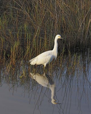 Egret, Snowy, Juvenile-110915-Black Point Wildlife Drive, Merritt Island NWR, FL-#0082.jpg