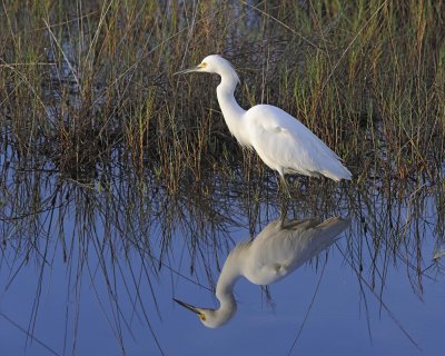 Egret, Snowy-110915-Black Point Wildlife Drive, Merritt Island NWR, FL-#0119.jpg