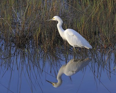 Egret, Snowy-110915-Black Point Wildlife Drive, Merritt Island NWR, FL-#0124.jpg