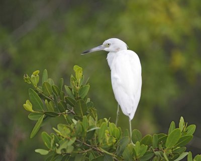 Egret, Snowy-111015-Black Point Wildlife Drive, Merritt Island NWR, FL-#0350.jpg