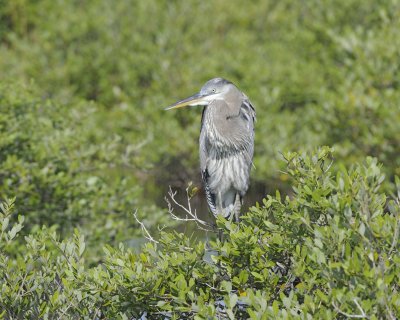 Heron, Great Blue, Juvenile-110815-Black Point Wildlife Drive, Merritt Island NWR, FL-#0166.jpg