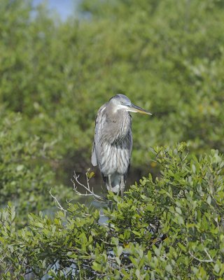 Heron, Great Blue, Juvenile-110815-Black Point Wildlife Drive, Merritt Island NWR, FL-#0181.jpg