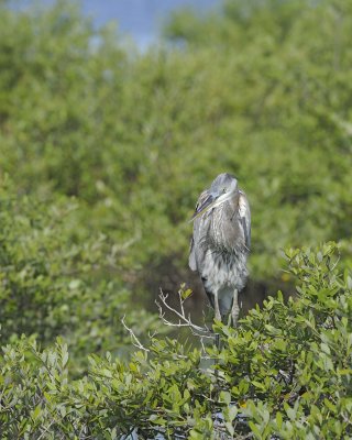 Heron, Great Blue, Juvenile-110815-Black Point Wildlife Drive, Merritt Island NWR, FL-#0187.jpg