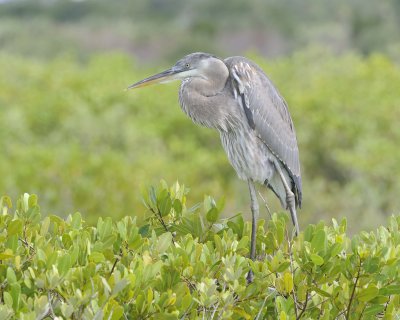 Heron, Great Blue, Juvenile-110815-Black Point Wildlife Drive, Merritt Island NWR, FL-#0285.jpg