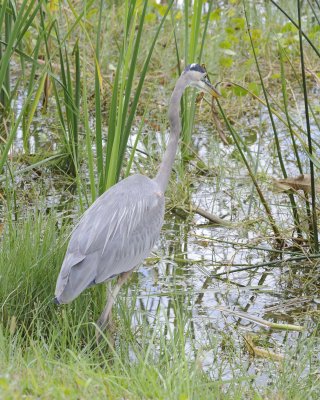 Heron, Great Blue-110715-Viera Wetlands, FL-#0970-8X10.jpg