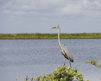 Heron, Great Blue-110915-Black Point Wildlife Drive, Merritt Island NWR, FL-#0786.jpg