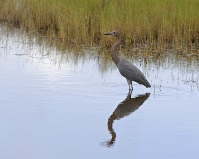 Heron, Little Blue-110815-Black Point Wildlife Drive, Merritt Island NWR, FL-#0296.jpg
