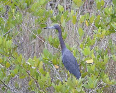 Heron, Little Blue-110815-Black Point Wildlife Drive, Merritt Island NWR, FL-#0304.jpg