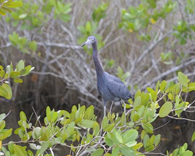 Heron, Little Blue-110815-Black Point Wildlife Drive, Merritt Island NWR, FL-#0317.jpg