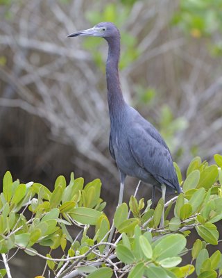 Heron, Little Blue-110815-Black Point Wildlife Drive, Merritt Island NWR, FL-#0333.jpg