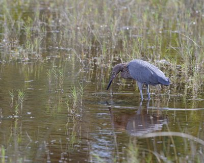 Heron, Little Blue-110815-Black Point Wildlife Drive, Merritt Island NWR, FL-#0347.jpg