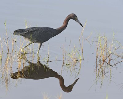 Heron, Little Blue-110915-Black Point Wildlife Drive, Merritt Island NWR, FL-#0490.jpg