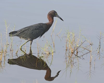Heron, Little Blue-110915-Black Point Wildlife Drive, Merritt Island NWR, FL-#0491.jpg