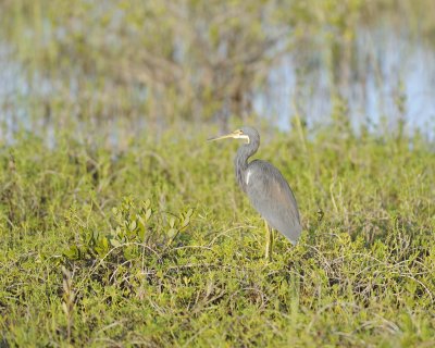 Heron, Tricolored-110715-Black Point Wildlife Drive, Merritt Island NWR, FL-#0114.jpg