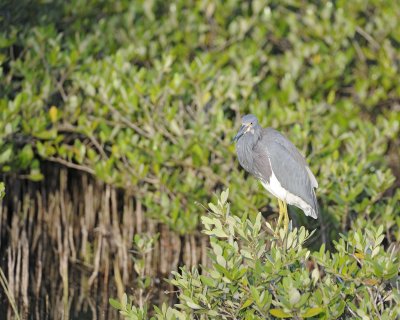 Heron, Tricolored-110715-Black Point Wildlife Drive, Merritt Island NWR, FL-#0123.jpg