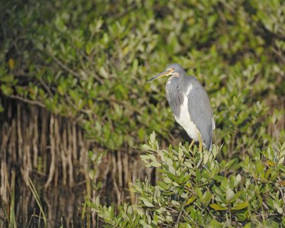 Heron, Tricolored-110715-Black Point Wildlife Drive, Merritt Island NWR, FL-#0223.jpg