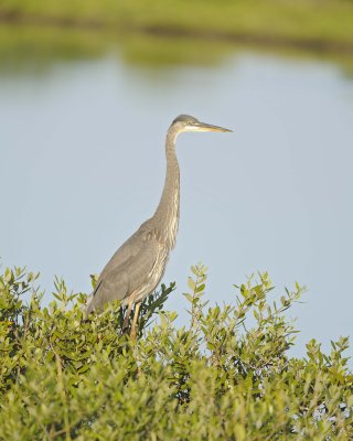 Heron, Tricolored-110715-Black Point Wildlife Drive, Merritt Island NWR, FL-#0268.jpg