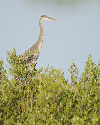 Heron, Tricolored-110715-Black Point Wildlife Drive, Merritt Island NWR, FL-#0466.jpg