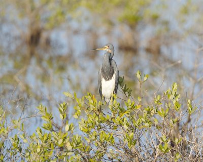 Heron, Tricolored-110715-Black Point Wildlife Drive, Merritt Island NWR, FL-#0496.jpg