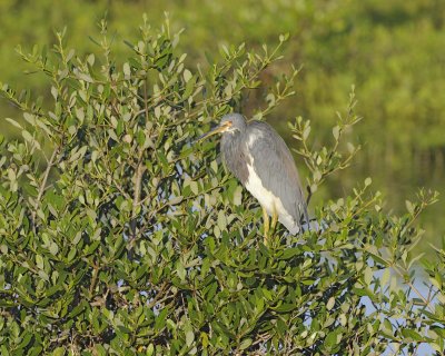 Heron, Tricolored-110815-Black Point Wildlife Drive, Merritt Island NWR, FL-#0104.jpg
