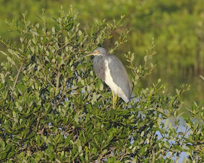 Heron, Tricolored-110815-Black Point Wildlife Drive, Merritt Island NWR, FL-#0120.jpg