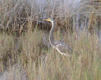 Heron, Tricolored-110915-Black Point Wildlife Drive, Merritt Island NWR, FL-#0377.jpg
