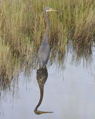 Heron, Tricolored-110915-Black Point Wildlife Drive, Merritt Island NWR, FL-#0417.jpg
