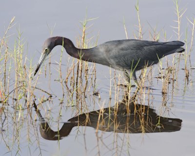 Heron, Tricolored-110915-Black Point Wildlife Drive, Merritt Island NWR, FL-#0457.jpg
