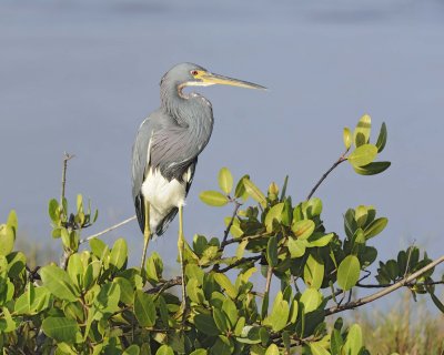 Heron, Tricolored-110915-Black Point Wildlife Drive, Merritt Island NWR, FL-#0492.jpg