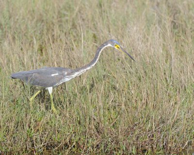 Heron, Tricolored-110915-Black Point Wildlife Drive, Merritt Island NWR, FL-#0815.jpg