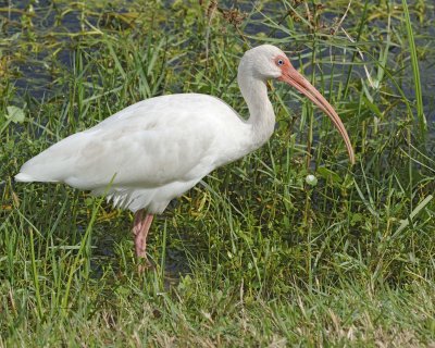 Ibis, White-110715-Viera Wetlands, FL-#1158.jpg