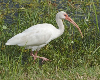 Ibis, White-110715-Viera Wetlands, FL-#1162.jpg