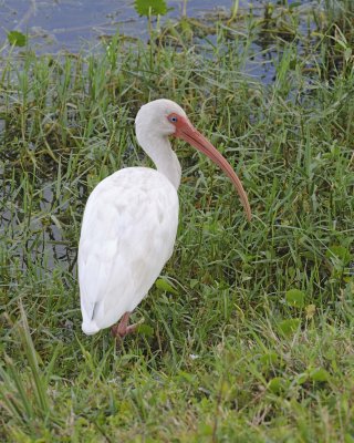 Ibis, White-110715-Viera Wetlands, FL-#1289.jpg