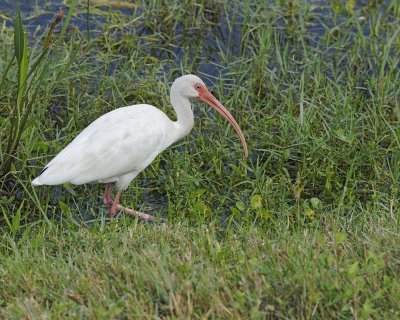 Ibis, White-110715-Viera Wetlands, FL-#1563.jpg