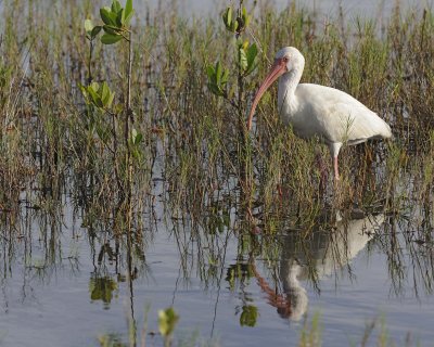 Ibis, White-110915-Black Point Wildlife Drive, Merritt Island NWR, FL-#0832.jpg