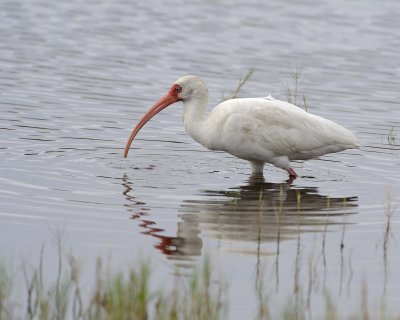 Ibis, White-111015-Black Point Wildlife Drive, Merritt Island NWR, FL-#0318.jpg